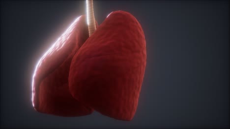 loop-3d-rendered-medically-accurate-animation-of-the-human-lung